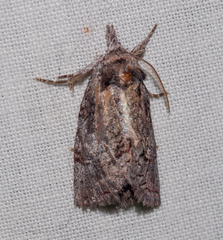 Gallaba eugraphes