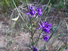 Delphinium halteratum