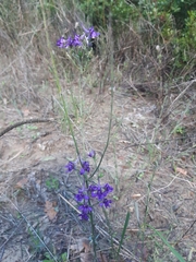 Delphinium halteratum