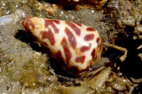 Conus ebraeus observed 2020-09-27