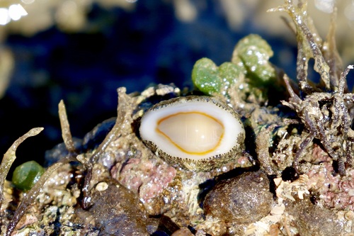 Monetaria annulus observed 2020-09-27