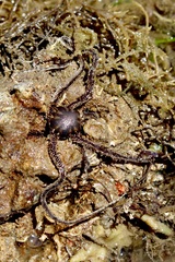 Ophiocoma scolopendrina