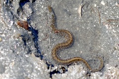 Gymnothorax javanicus