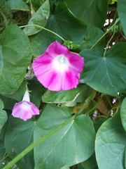 Ipomoea purpurea