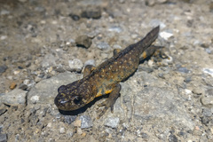 Triturus karelinii