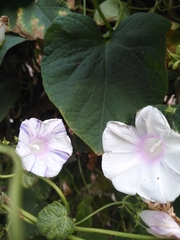 Ipomoea purpurea