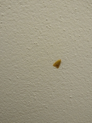 Aeolothapsa malacella