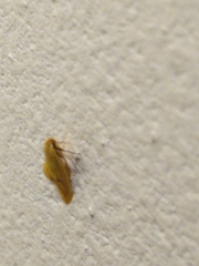 Aeolothapsa malacella