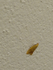 Aeolothapsa malacella