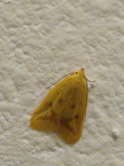 Aeolothapsa malacella