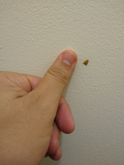 Aeolothapsa malacella