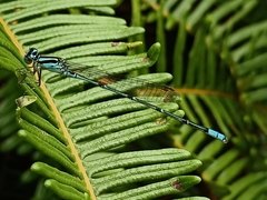 Pseudagrion microcephalum