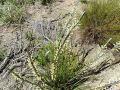 Struthiola fasciata