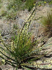 Struthiola fasciata