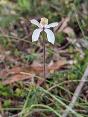 Caladenia gracilis