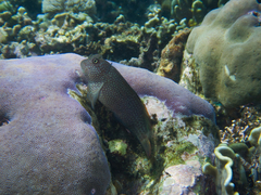 Cirripectes imitator