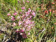 Erica nutans