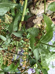 Rumex obtusifolius
