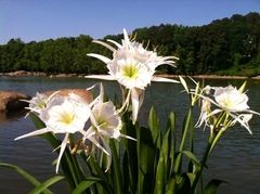 Hymenocallis coronaria