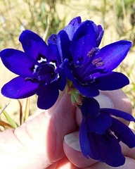 Codonorhiza elandsmontana