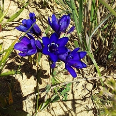 Codonorhiza elandsmontana