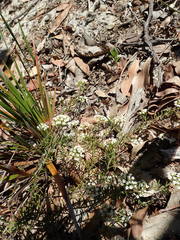 Platysace ericoides