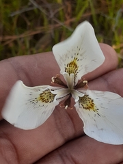 Moraea
