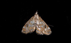 Parapoynx polydectalis