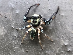 Thiania bhamoensis