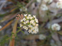 Platysace ericoides