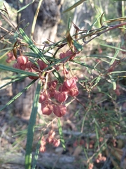 Lasiopetalum rufum