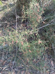 Lasiopetalum rufum