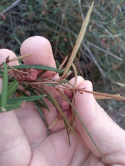 Lasiopetalum rufum