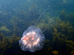 Cyanea annaskala