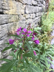 Chamaenerion angustifolium