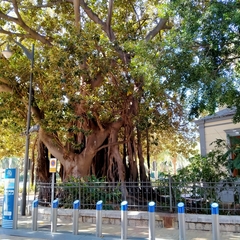 Ficus