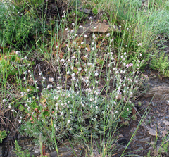 Artemisia alpina