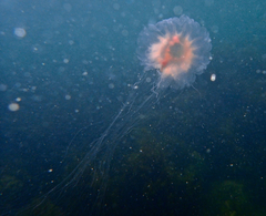 Cyanea annaskala