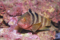 Rock Grouper photo 2