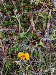 Platylobium triangulare