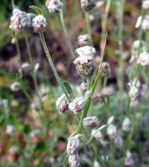 Artemisia alpina