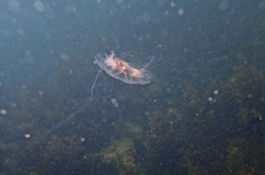 Cyanea annaskala