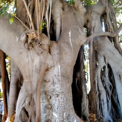 Ficus