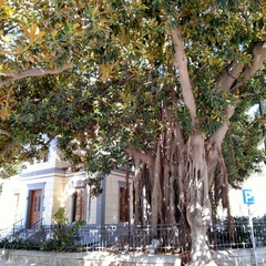 Ficus