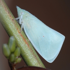 Colgaroides acuminata