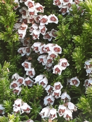 Erica diosmifolia