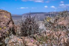 Echinocereus lindsayorum