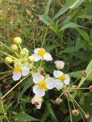 Sagittaria brevirostra