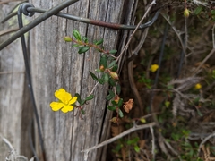 Hibbertia appressa