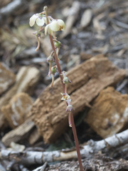 Pyrola crypta